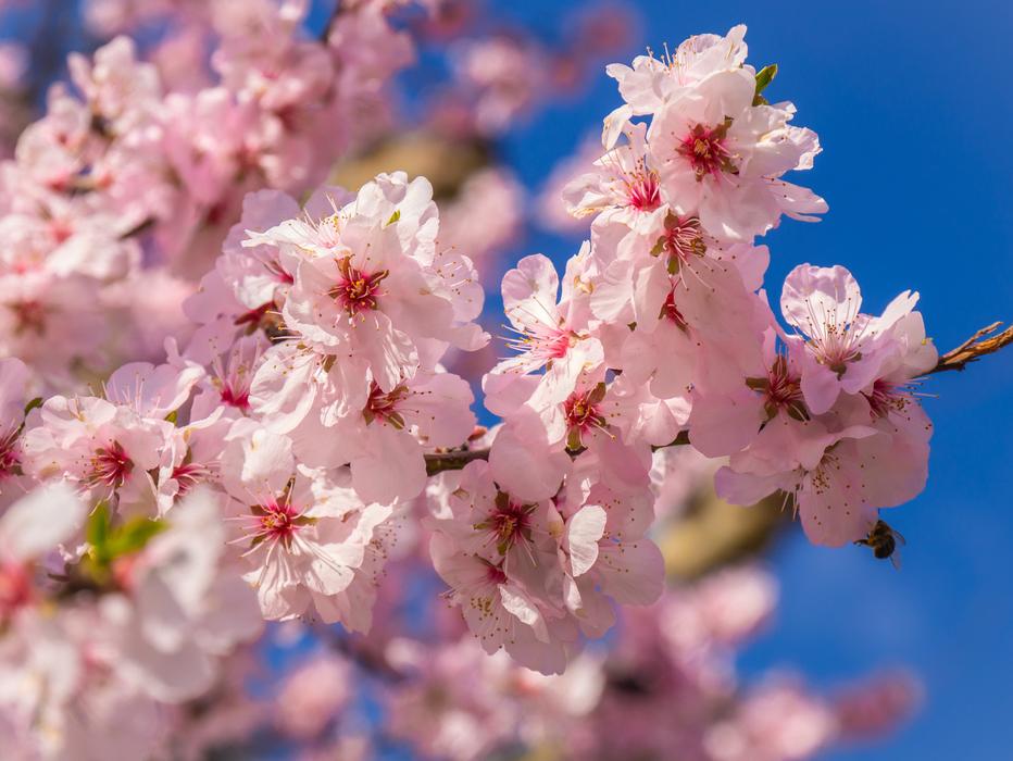 Cherry Blossom Spring