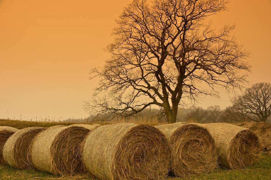 bales of straw near the tree on the field
