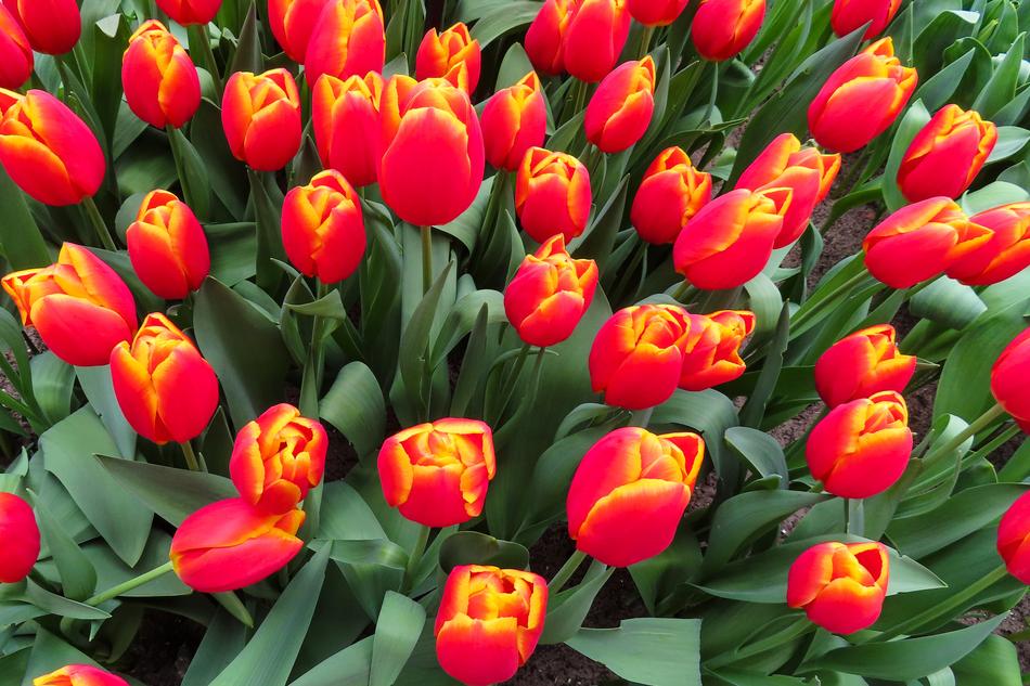 gorgeous Flowers Blossom