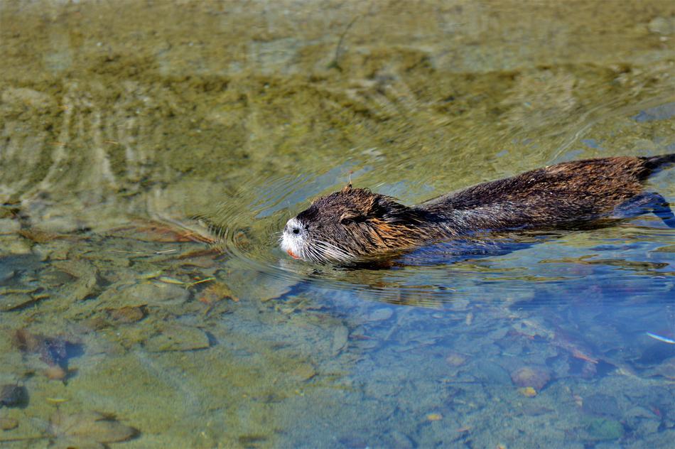 Nutria Rodent Water