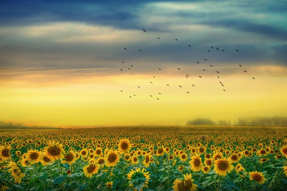 flock of birds over a field with sunflowers