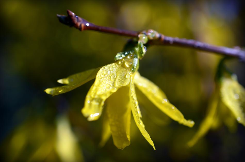 amazing yellow forsythia
