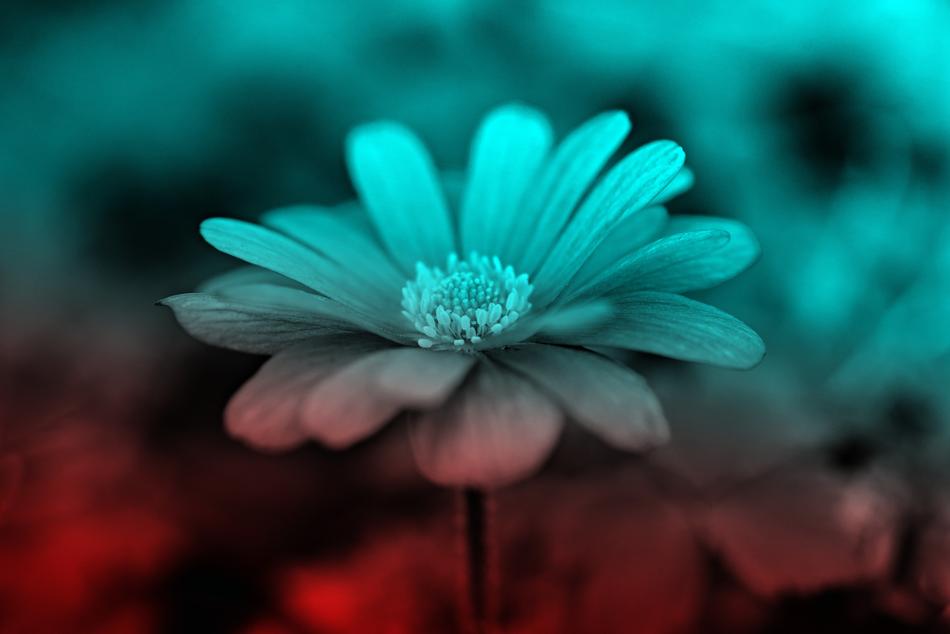 colorful Anemone Flower Plant