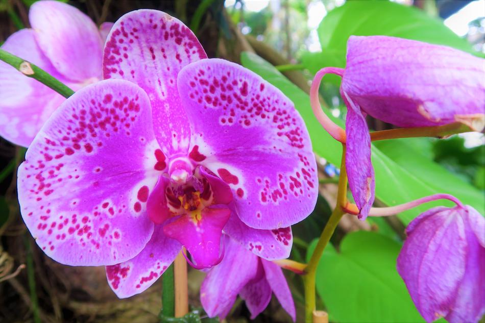 closeup picture of the incredible Orchid Flowers