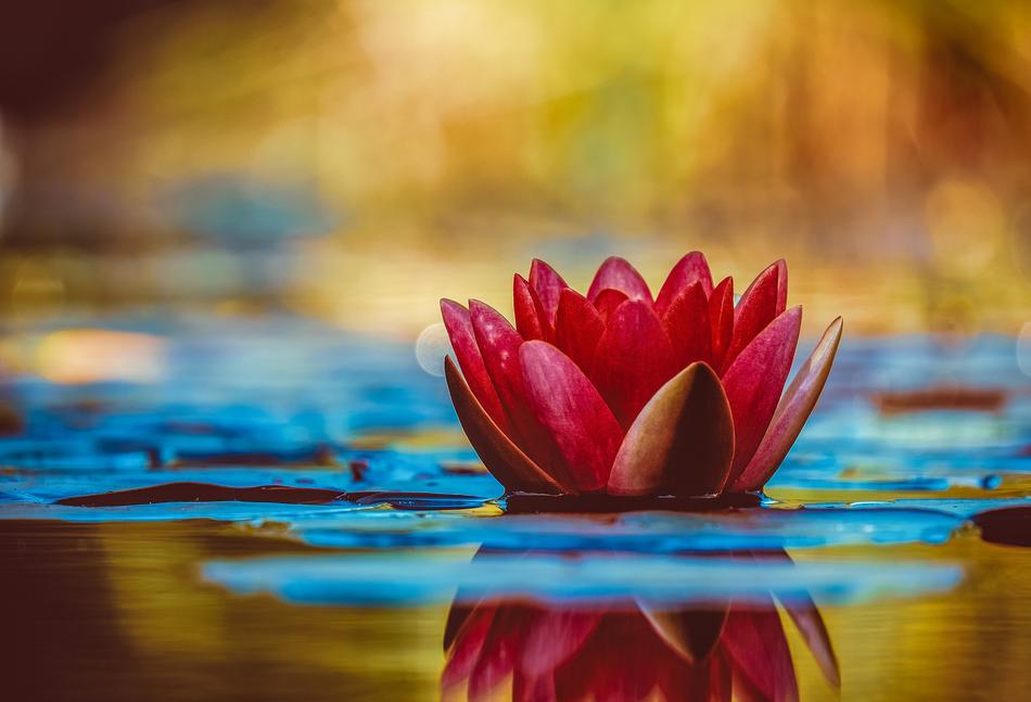 Beautiful, red, pink and yellow water lily in the water at blurred background