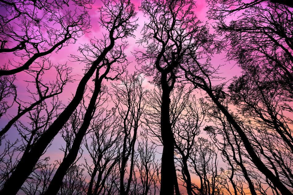 forest trees on the pink sky