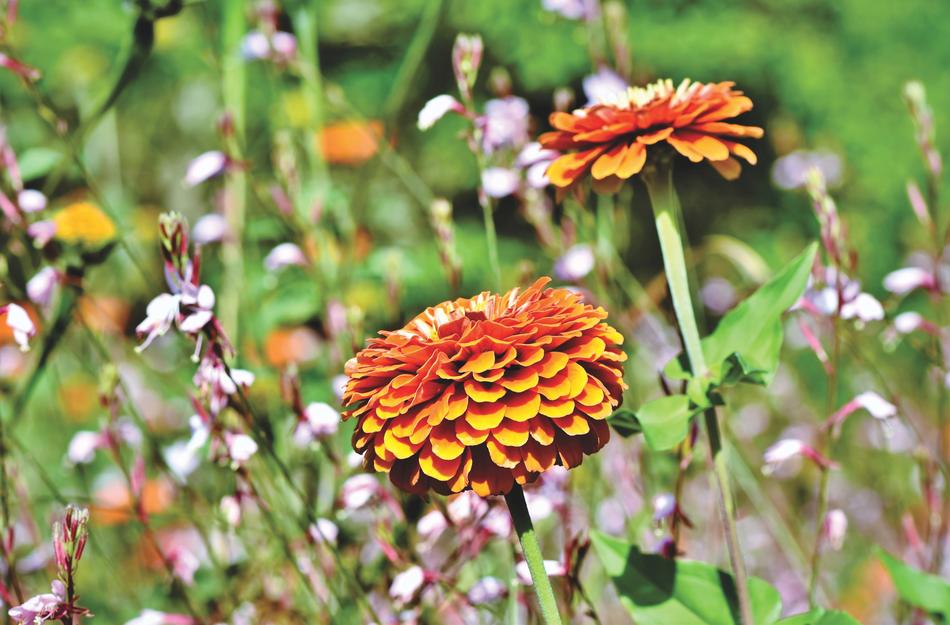 Zinnia Flower Meadow