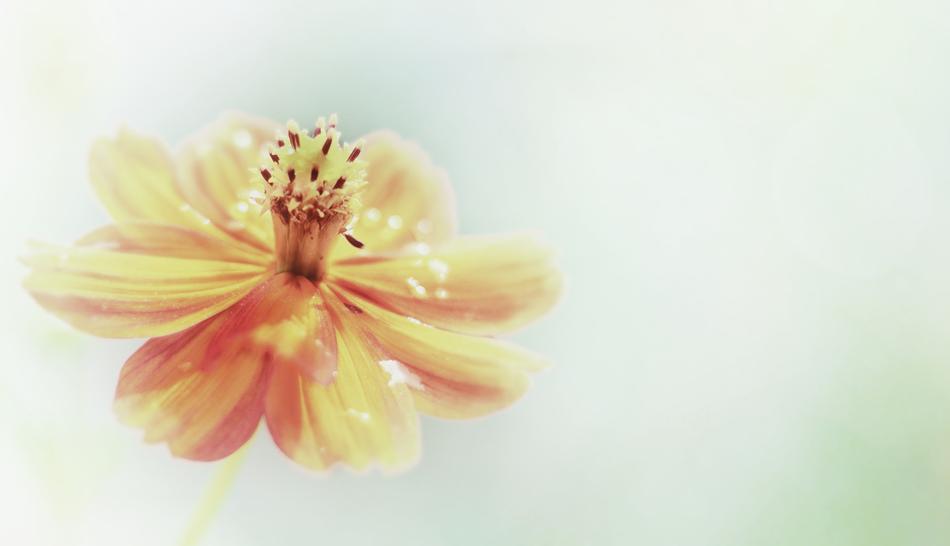 wide open Yellow Flower, shallow depth of field