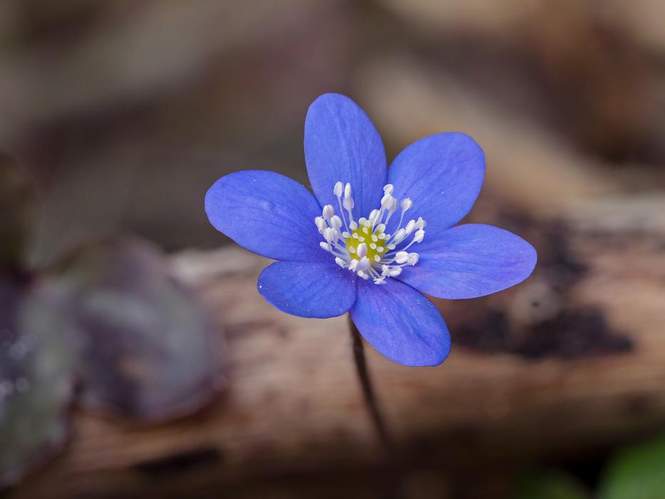 enchanting Hepatica Nobilis Early