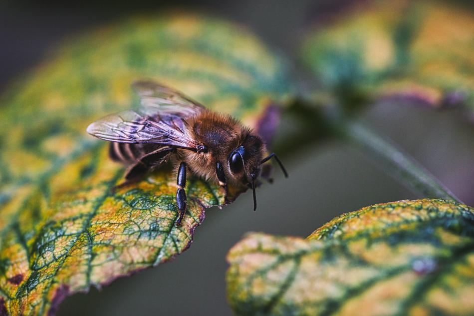 Bee on Leaf