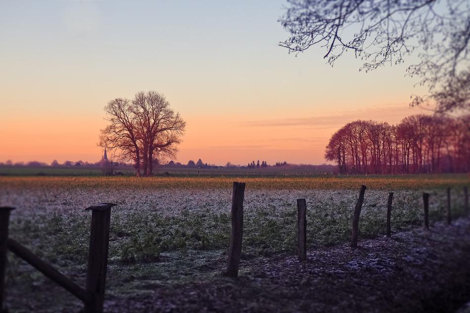 pasture on a background of pink sunset