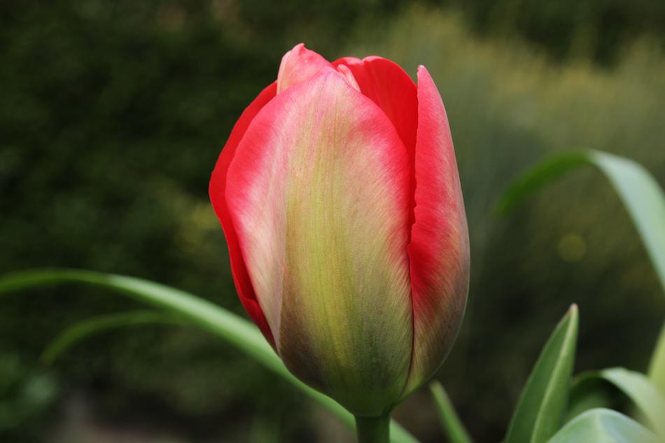 just blossomed tulip