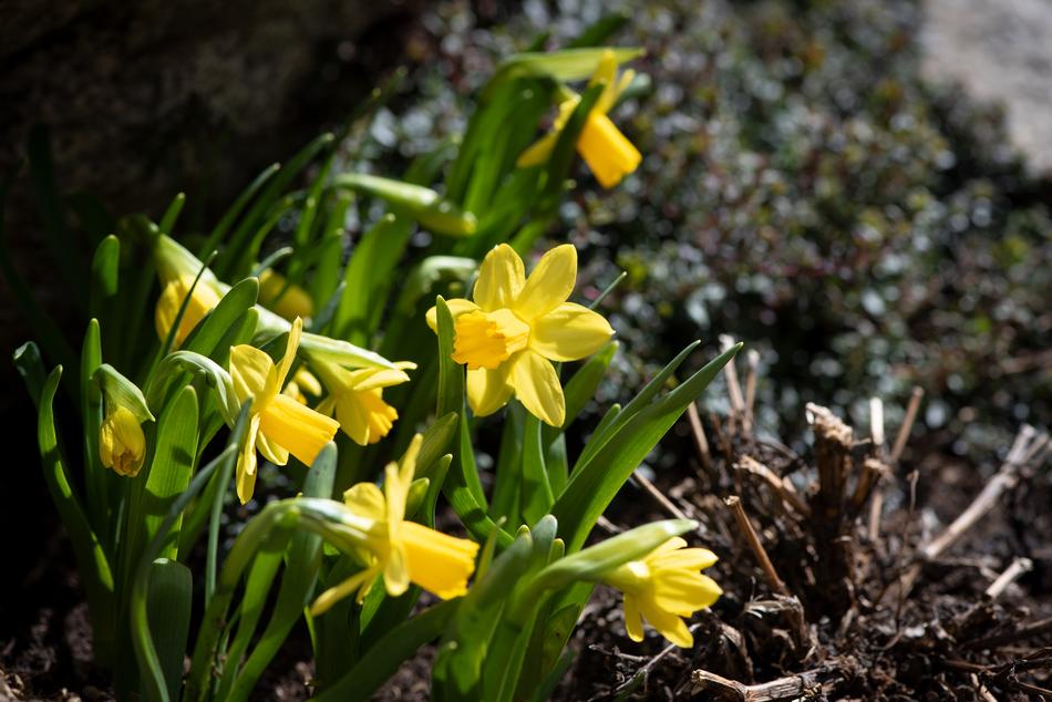 Daffodils as a Small Flowers