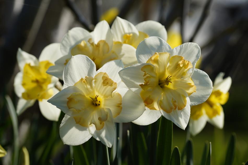 group of white and yellow Daffodils outdoor