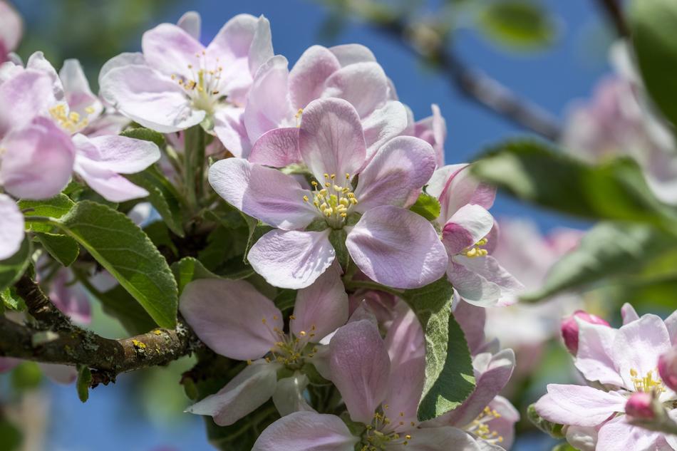 Close-up of the beautiful, blossoming, purple, pink and white flowers on the branches, in the garden