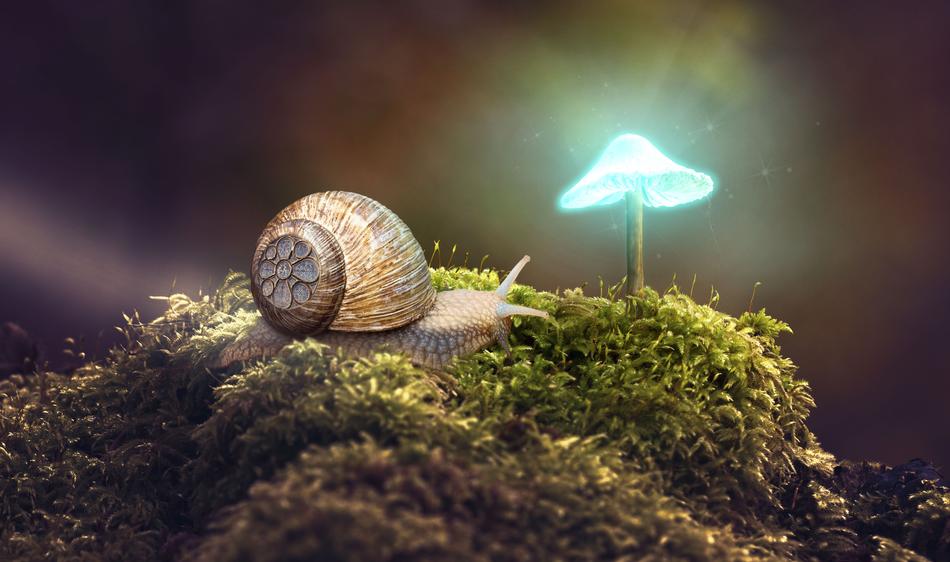snail near a glowing mushroom in the forest