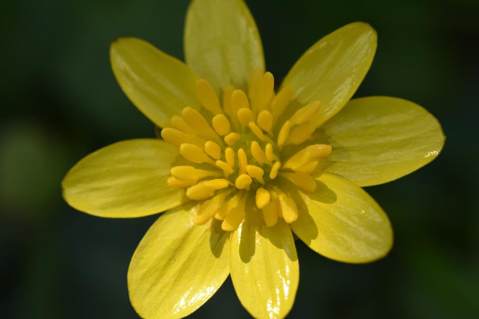 photo of yellow forest flower