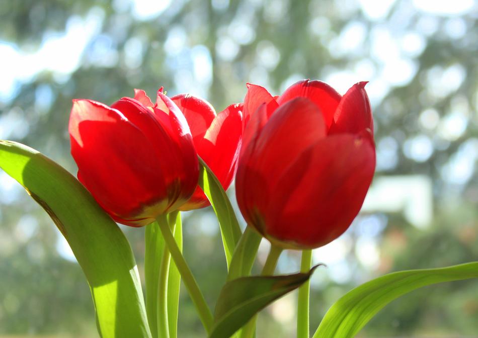 red tulips in sun light