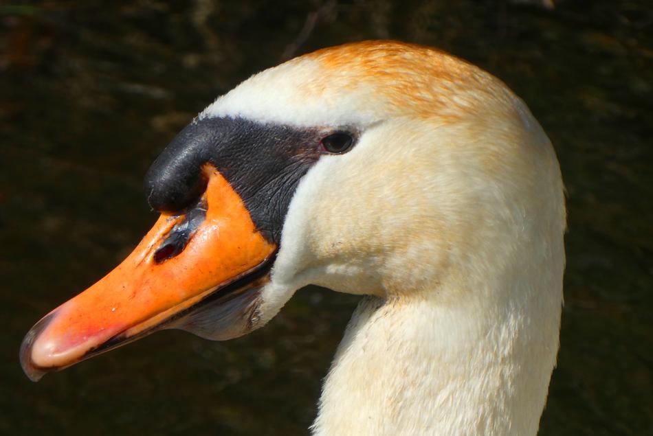 pillows Swan Head