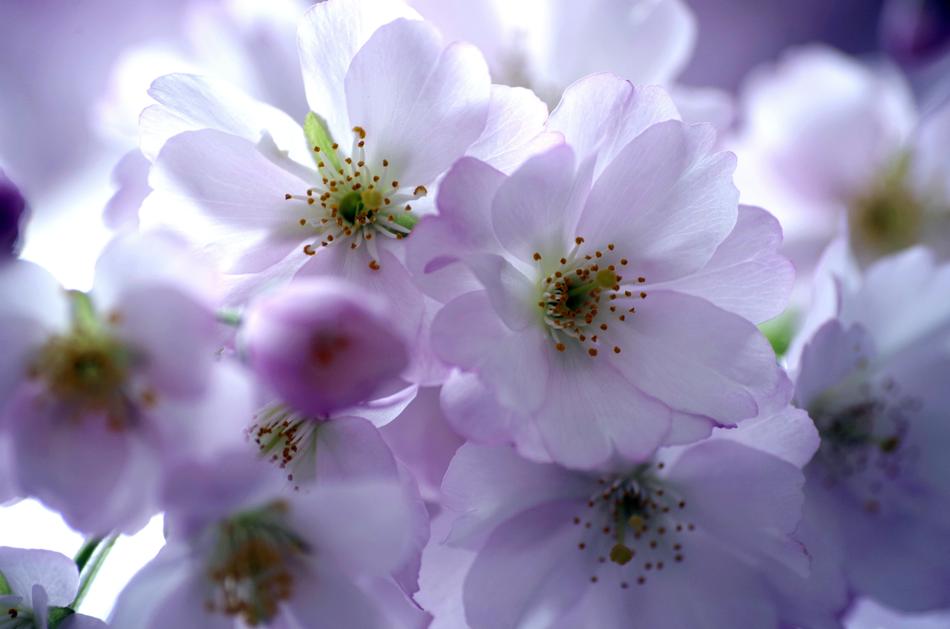 Cherry Blossoms in back light, macro