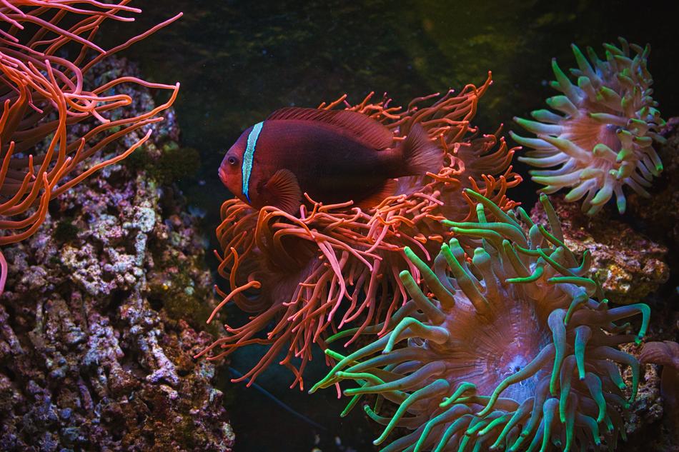 Beautiful and colorful aquarium with the fish, among the corals