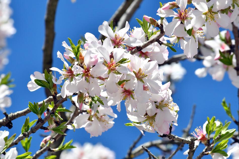 Flower Kikelet