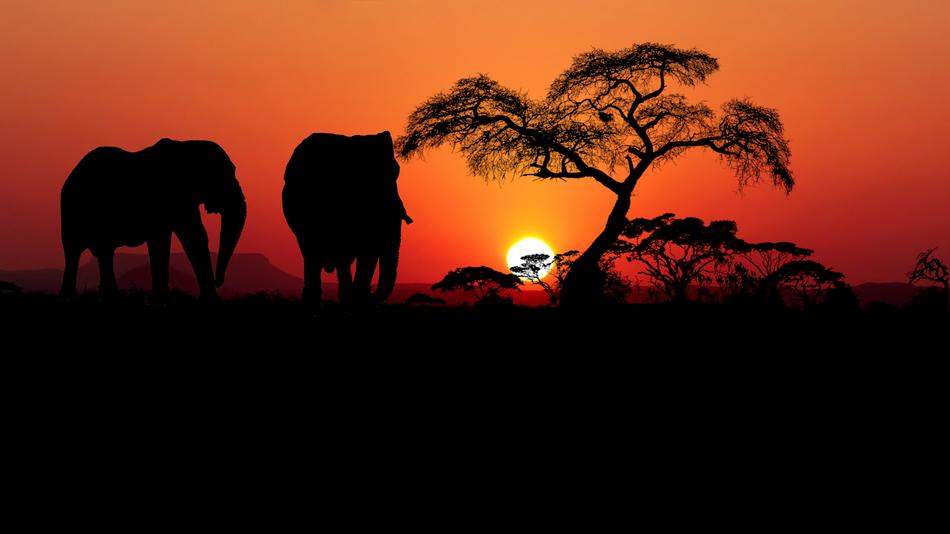 unusually beautiful savannah