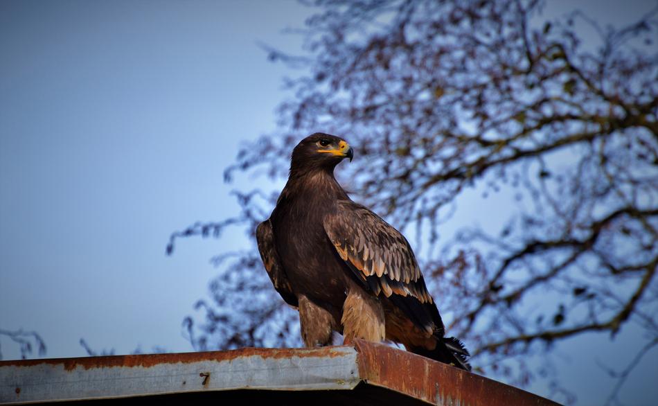 enchanting Bird Of Prey