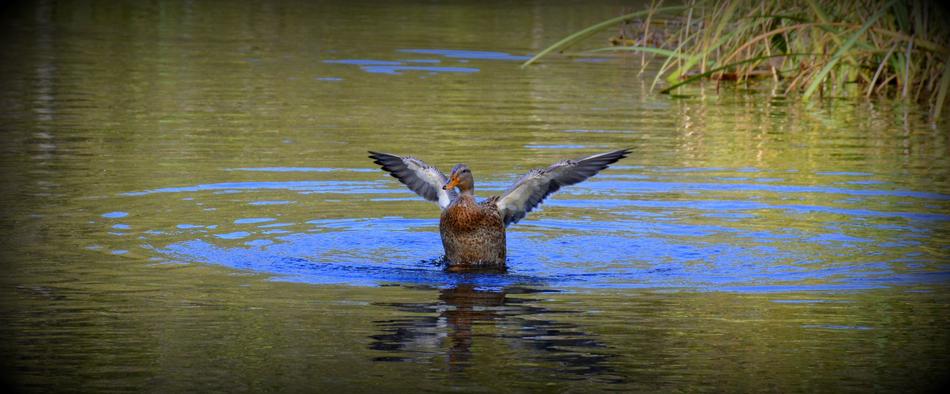 Duck Mimizan