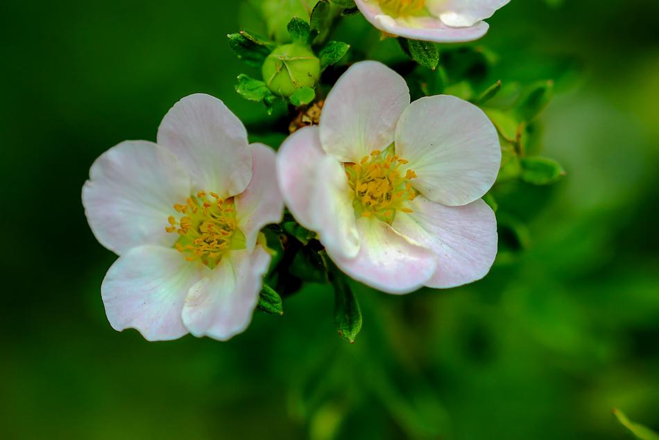 enchanting Flowers Macro