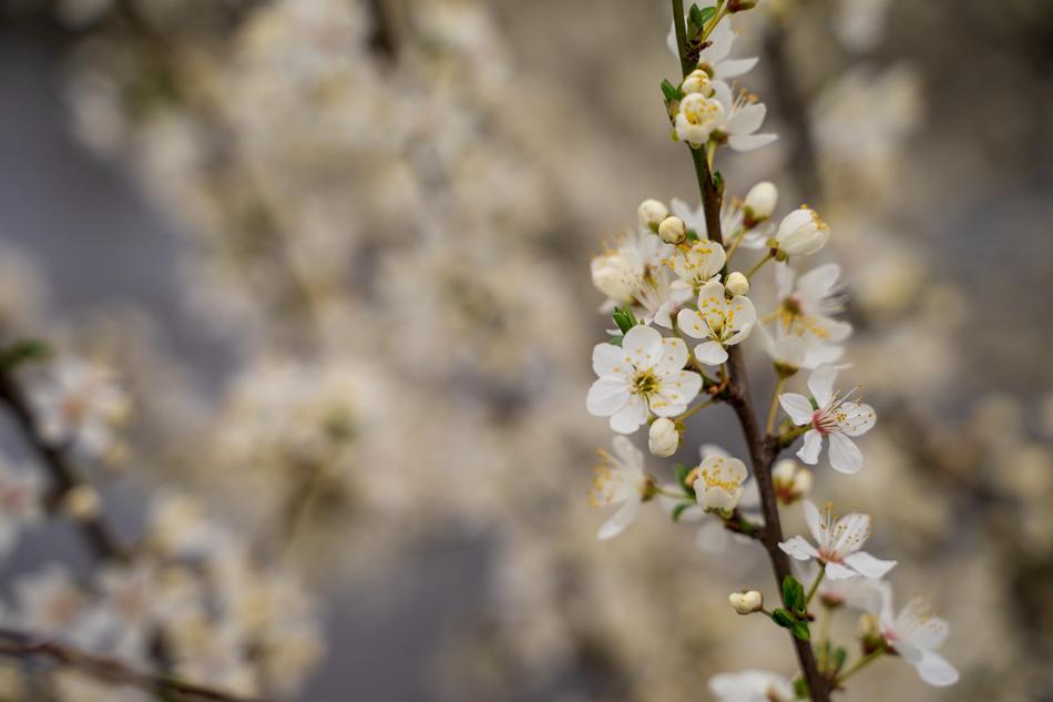 splendid Cherry Blossom