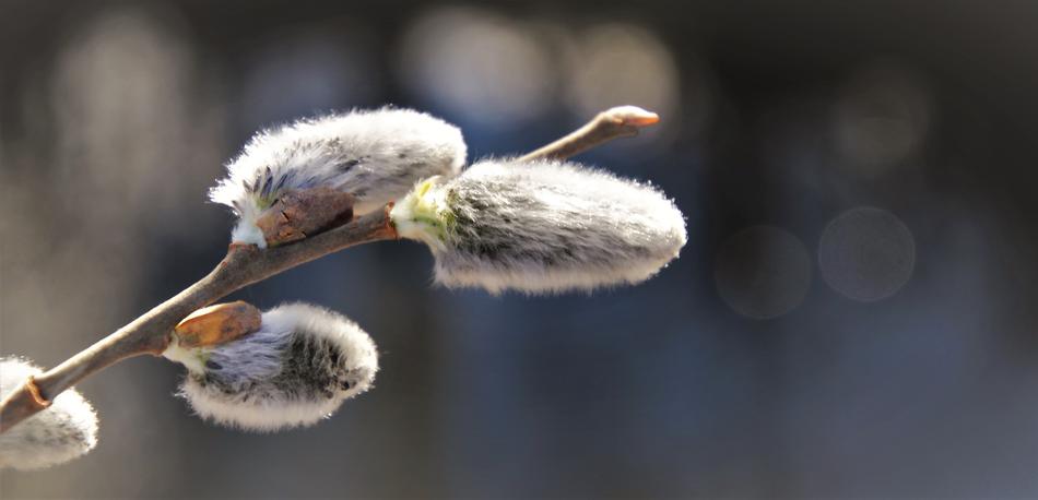Gray Spring