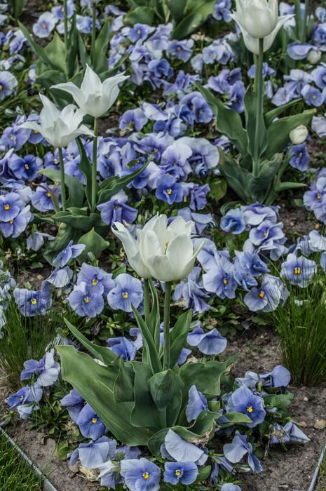 Beautiful white tulips and blue forget-me-nots with green leaves