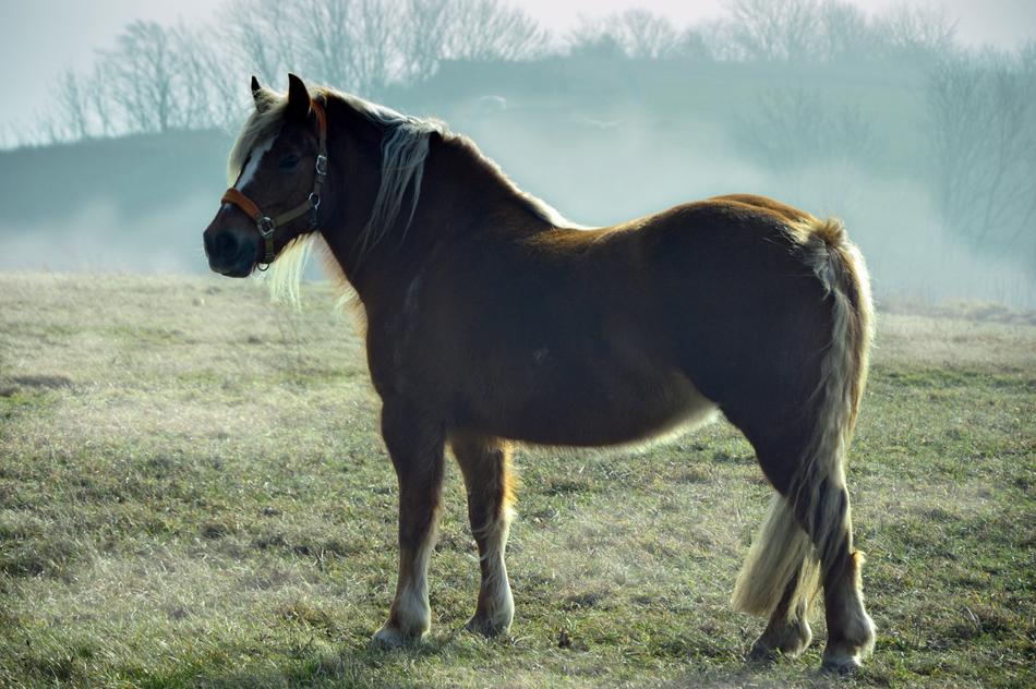 horse in the pasture on a background of fog
