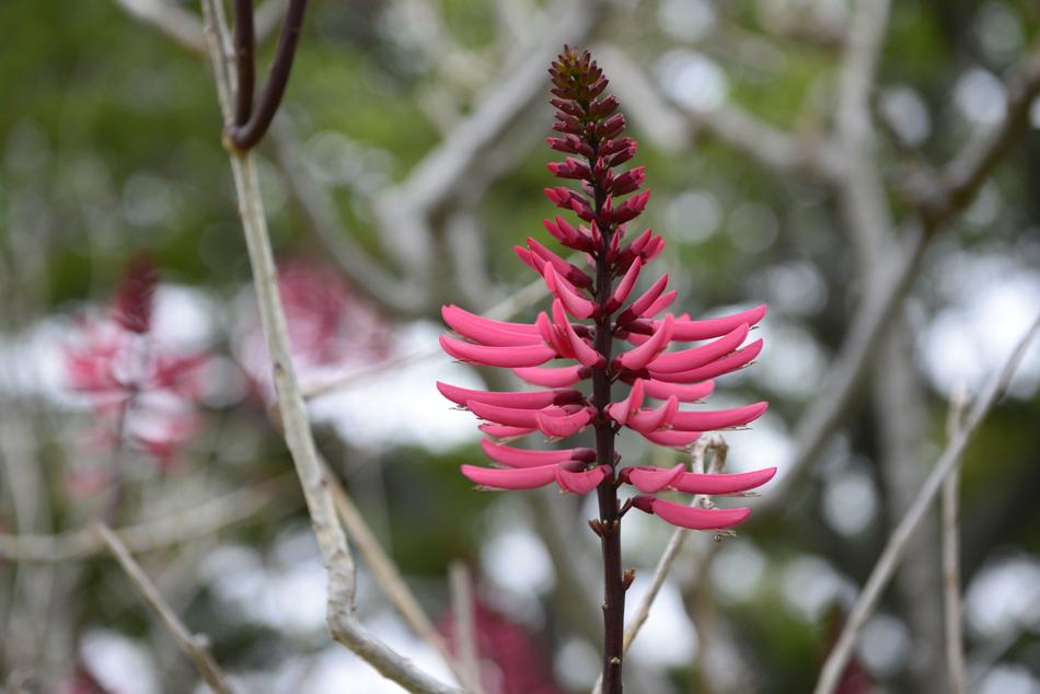 attractive Flower Burgundy