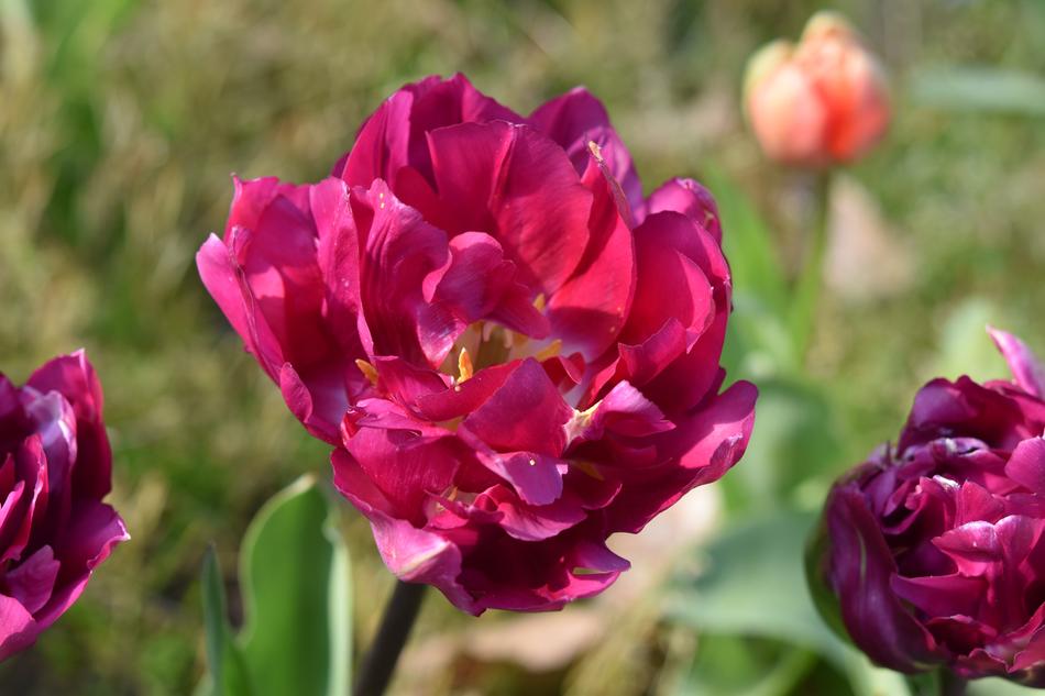 burgundy curly tulips close-up on blurred background