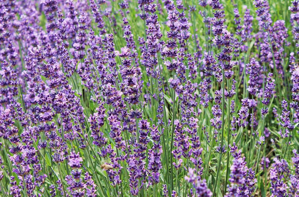 landscape of attractive Lavender Field