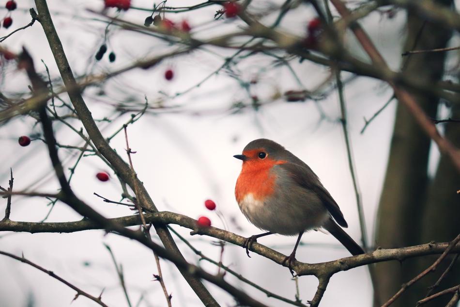 Robin Erithacus