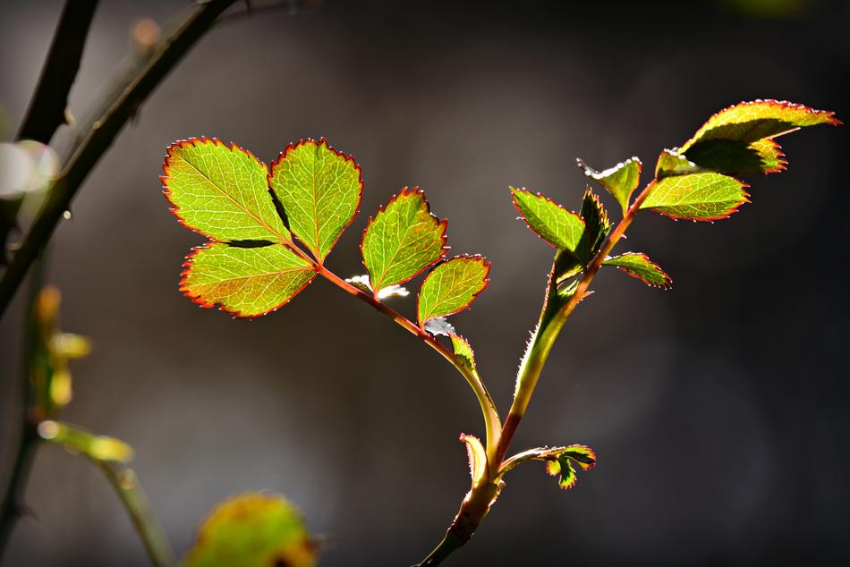 green rose leaves in the sun