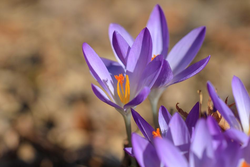 gorgeous Crocus Flower