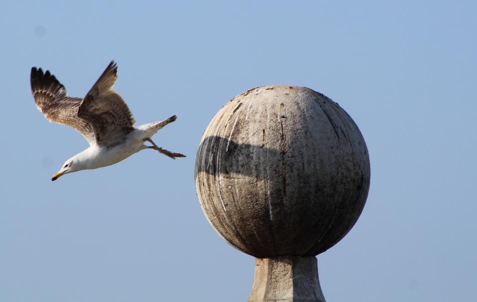 Seagull Common