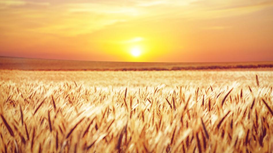 golden wheat field against bright sunset