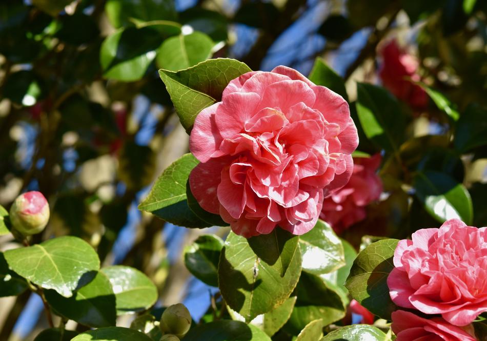 Flower Of Camellia
