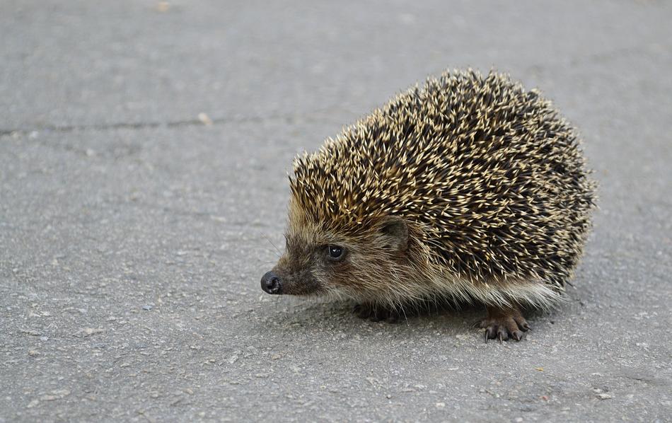 Cute, colorful and beautiful hedgehog, on the asphalt