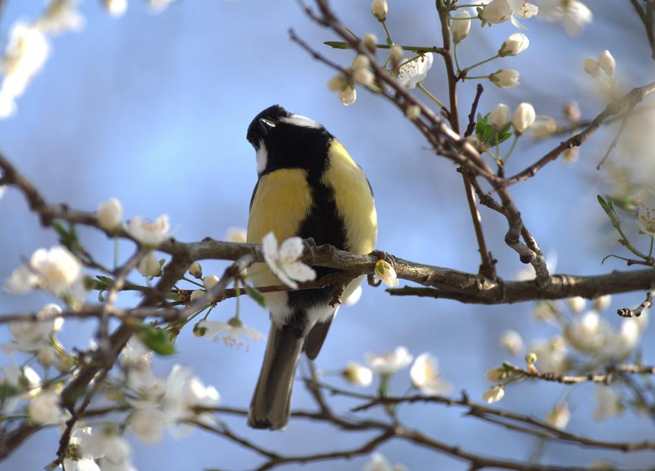 Beautiful colorful bird on the tree with white flowers