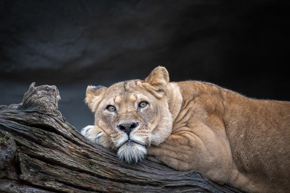 unusually beautiful Lioness