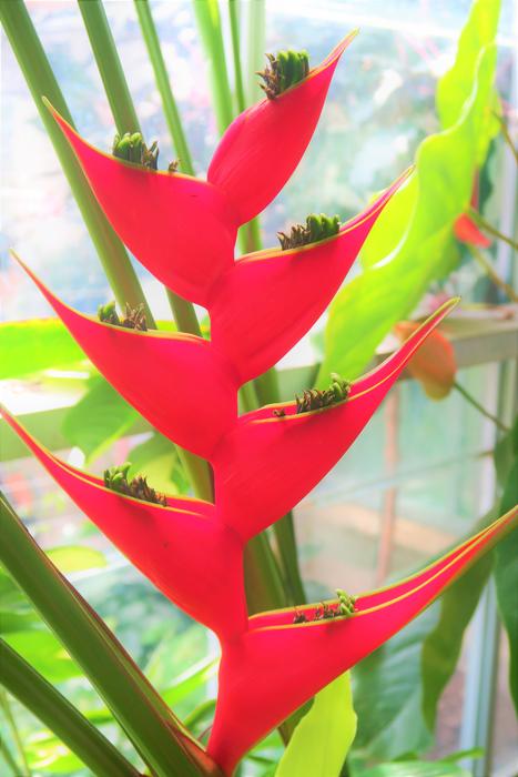 Close-up of the beautiful plant with red, green and yellow leaves