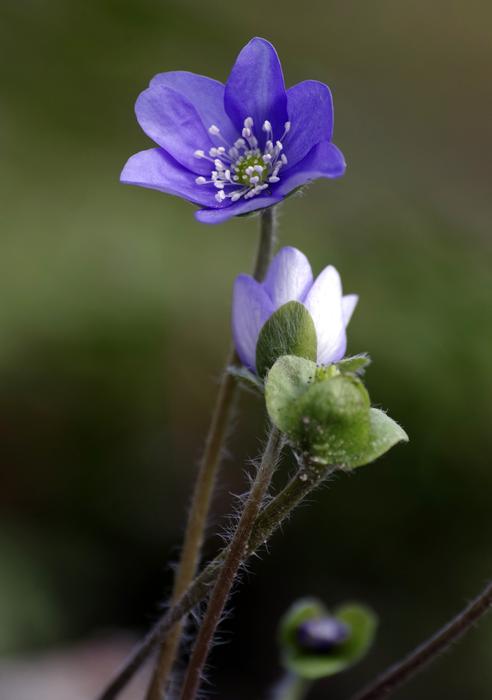 photo of spring blue flower