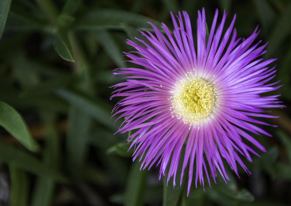 needle purple flower
