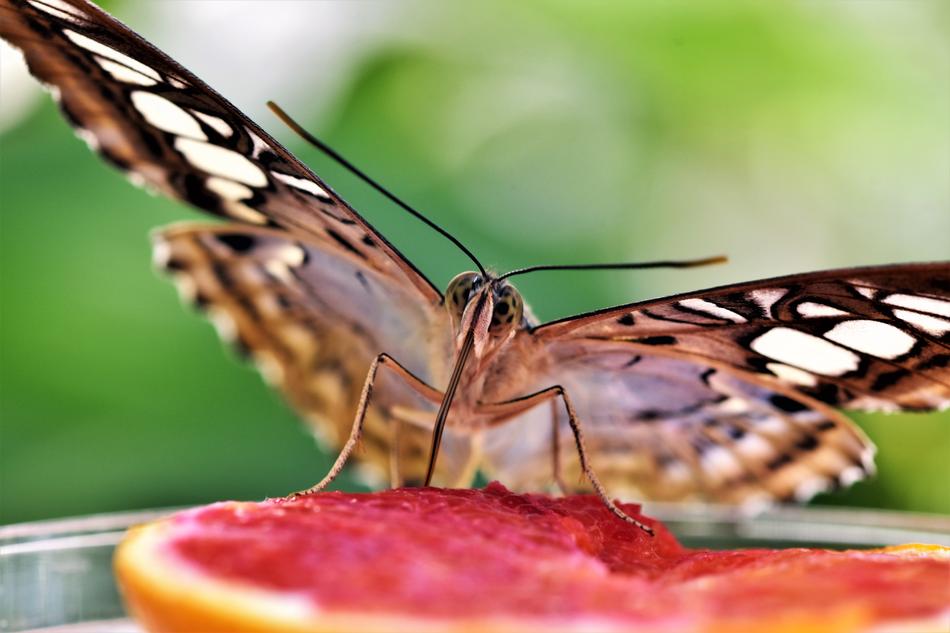 Beautiful and colorful, patterned tropical butterfly on the red citrus slice